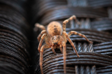Medo de aranha - O que é aracnofobia