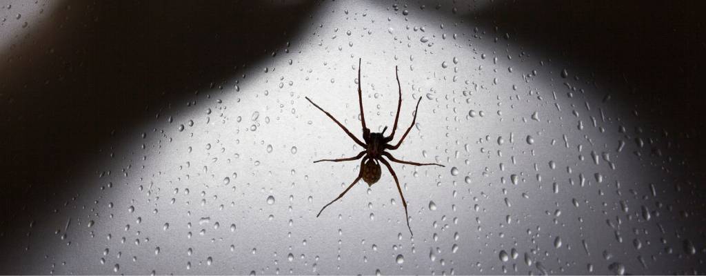 Medo de aranhas - O que é Aracnofobia